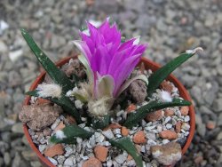 Ariocarpus agavoides pot 5,5 cm cites IA