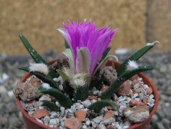 Ariocarpus agavoides pot 5,5 cm cites IA - 12409793