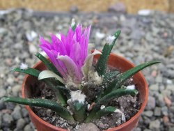 Ariocarpus agavoides pot 5,5 cm cites IA - 12409794