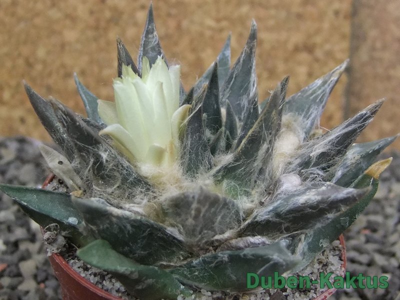 Ariocarpus trigonus minor, pot 7 cm - 12409796