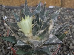 Ariocarpus trigonus minor, pot 7 cm - 12409795