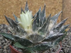 Ariocarpus trigonus minor, pot 7 cm
