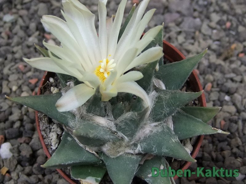 Ariocarpus trigonus minor, pot 7 cm - 12409800