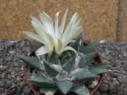 Ariocarpus trigonus minor, pot 7 cm - 12409802