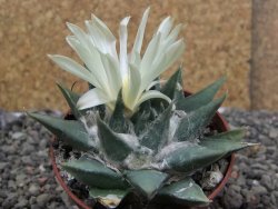 Ariocarpus trigonus minor, pot 7 cm - 12409803
