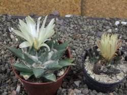 Ariocarpus trigonus minor, pot 7 cm - 12409805