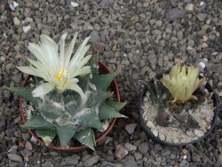 Ariocarpus trigonus minor, pot 7 cm - 12409806