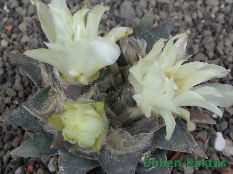 Ariocarpus trigonus minor, pot 7 cm - 12409809