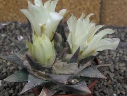 Ariocarpus trigonus minor, pot 7 cm - 12409808