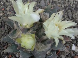 Ariocarpus trigonus minor, pot 7 cm