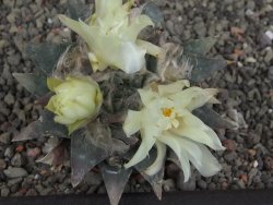 Ariocarpus trigonus minor, pot 7 cm - 12409812