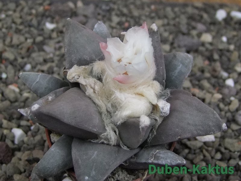 Ariocarpus retusus, pot 5,5 cm cites IA - 12409815