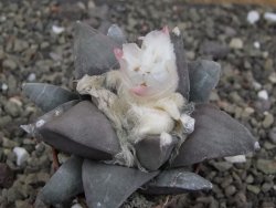 Ariocarpus retusus, pot 5,5 cm cites IA