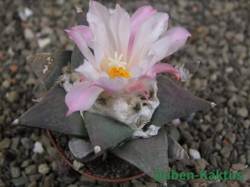 Ariocarpus retusus, pot 5,5 cm cites IA - 12409819