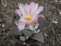 Ariocarpus retusus, pot 5,5 cm cites IA - 12409820