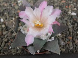 Ariocarpus retusus, pot 5,5 cm cites IA - 12409821
