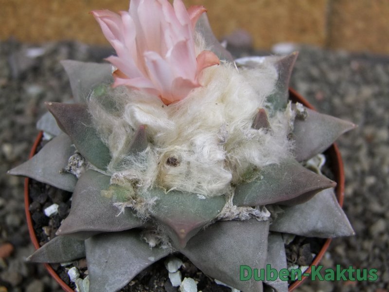 Ariocarpus retusus, pot 9 cm cites IA - 12409824