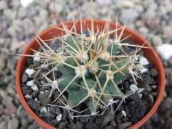 Ferobergia semenáč, pot 5,5 cm - 12409830