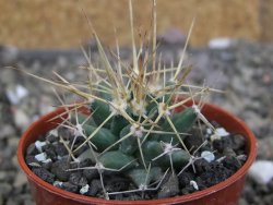 Ferobergia semenáč, pot 5,5 cm