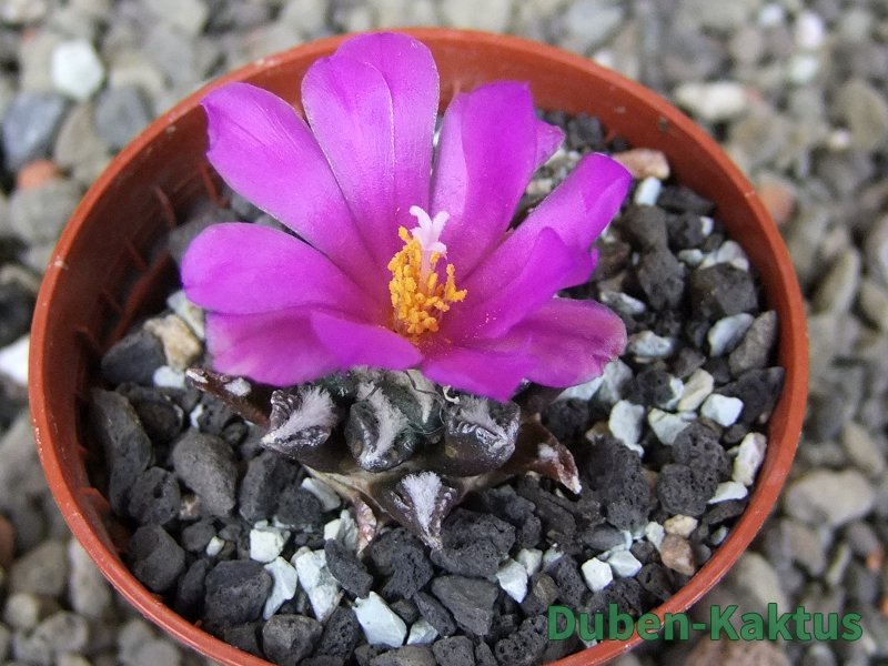 Ariocarpus kotschoubeyanus elephantidens Vista Hermosa pot 5,5 cm - 12409833