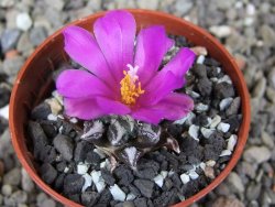 Ariocarpus kotschoubeyanus elephantidens Vista Hermosa pot 5,5 cm