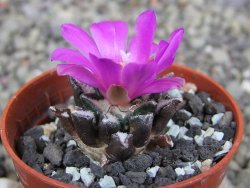 Ariocarpus kotschoubeyanus elephantidens Vista Hermosa pot 5,5 cm - 12409834