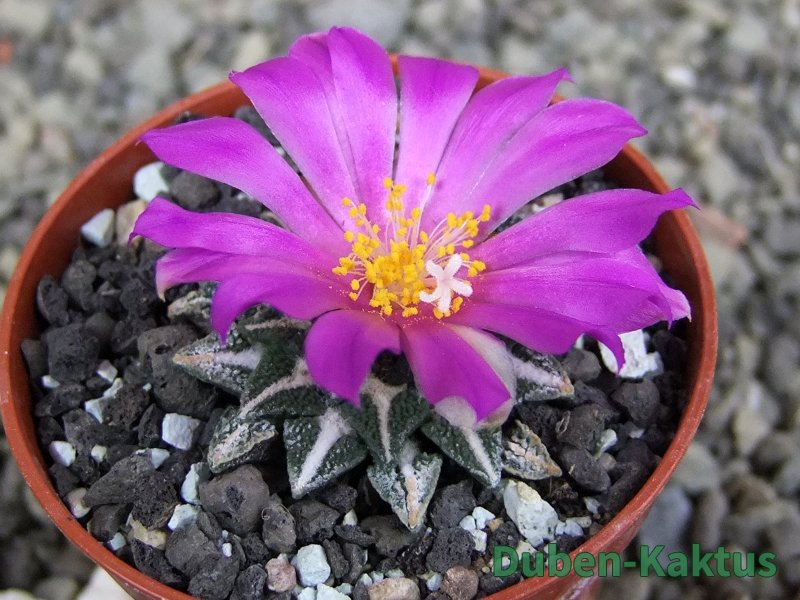 Ariocarpus kotschoubeyanus elephantidens Vista Hermosa pot 5,5 cm - 12409836