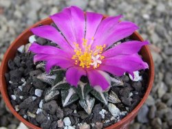 Ariocarpus kotschoubeyanus elephantidens Vista Hermosa pot 5,5 cm