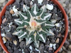 Ariocarpus kotschoubeyanus elephantidens Vista Hermosa pot 5,5 cm - 12409839