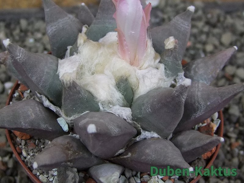 Ariocarpus furfuraceus La Ascension květináč 8 cm cites IA - 12409841