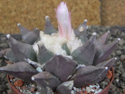 Ariocarpus furfuraceus La Ascension květináč 8 cm cites IA - 12409842