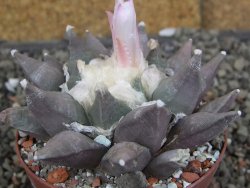 Ariocarpus furfuraceus La Ascension květináč 8 cm cites IA - 12409843