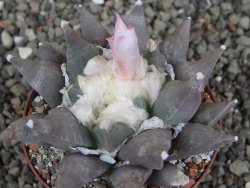 Ariocarpus furfuraceus La Ascension květináč 8 cm cites IA - 12409844