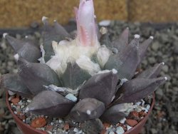 Ariocarpus furfuraceus La Ascension květináč 8 cm cites IA - 12409845