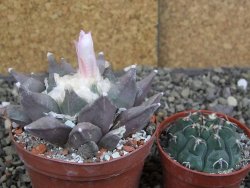 Ariocarpus furfuraceus La Ascension květináč 8 cm cites IA - 12409846