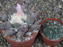 Ariocarpus furfuraceus La Ascension květináč 8 cm cites IA - 12409847