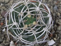 Gymnocalycium pugionacanthum VS52 Anillaco pot 5,5 cm - 12409850