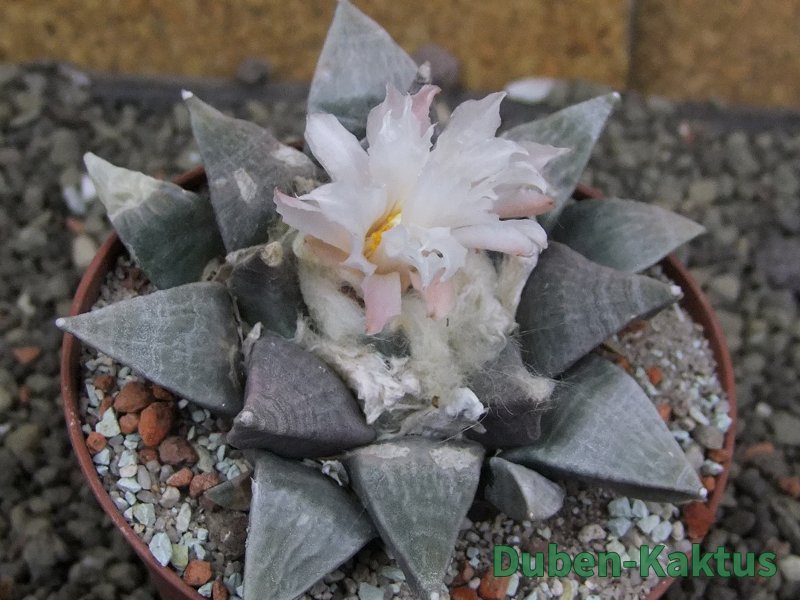 Ariocarpus retusus SB 68, 9 cm, cites IA - 12409853