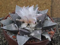 Ariocarpus retusus SB 68, 9 cm, cites IA - 12409852