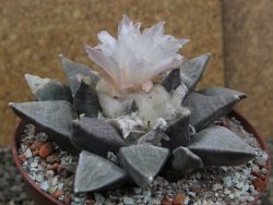 Ariocarpus retusus SB 68, 9 cm, cites IA - 12409855