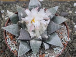 Ariocarpus retusus SB 68, 9 cm, cites IA - 12409856