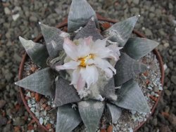 Ariocarpus retusus SB 68, 9 cm, cites IA - 12409858