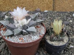 Ariocarpus retusus SB 68, 9 cm, cites IA - 12409859