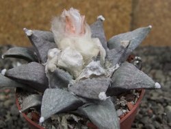 Ariocarpus retusus SB 68, 8 cm, cites IA - 12409864