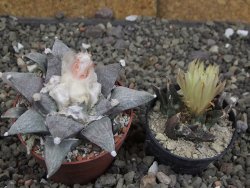 Ariocarpus retusus SB 68, 8 cm, cites IA - 12409866