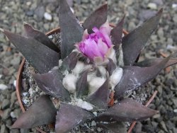 Ariocarpus confusus LH 471 La Escondida, pot 6,5 cm Cites IA - 12409870