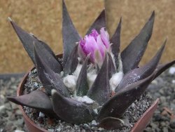 Ariocarpus confusus LH 471 La Escondida, pot 6,5 cm Cites IA - 12409872