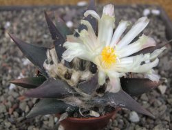 Ariocarpus confusus - trigonus, pot 6,5 cm Cites IA - 12409876