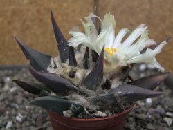 Ariocarpus confusus - trigonus, pot 6,5 cm Cites IA - 12409877