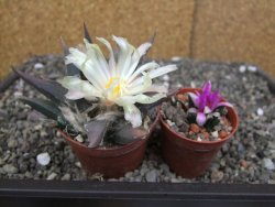 Ariocarpus confusus - trigonus, pot 6,5 cm Cites IA - 12409880